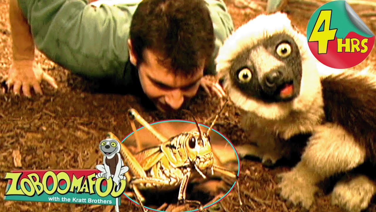 4 Hours of Zoboomafoo! | Bzzz | Full Episodes for Kids