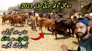 Ismail goth cow mandi 2021 update | low rang animal| cattle market karachi | yourchoicepk #mandi2021