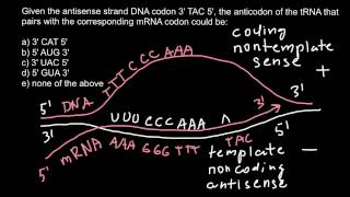 What is the sense and antisense strands of DNA, codon and anticodon?