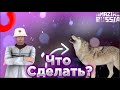 ЧТО БУДУТ ДЕЛАТЬ ИГРОКИ ПРИ ВИДЕ СОБАКИ НА АМАЗИНГ РП |Amazing RP|