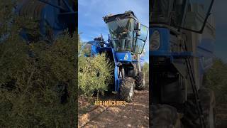 Olive 🫒 Harvester Braud 9090X In Action In Murica Spain || Made By New Holland || #Shorts