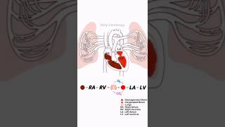 Cardiac Cycle (Simple Explanation) #cardiology #cardiaccycle #anatomy