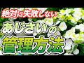 【母の日】“貰ったあじさい”その後どうする?長く楽しむ方法をプロが解説します!!︎【初心者向け】【ガーデニング】【園芸チャンネル】