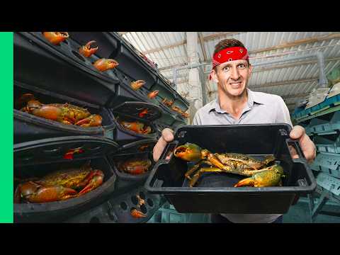 How Vietnam Grows Unlimited Monster Crabs!!