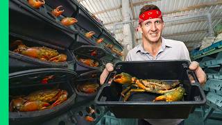 Download Lagu How Vietnam Grows UNLIMITED Monster Crabs!! MP3