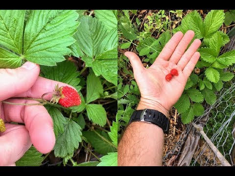 Video: La ce sunt bune semințele de alpiste?