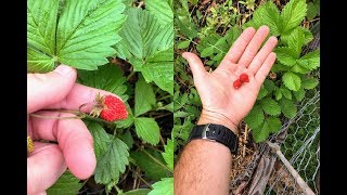 Alpine Strawberries: Why I Think They