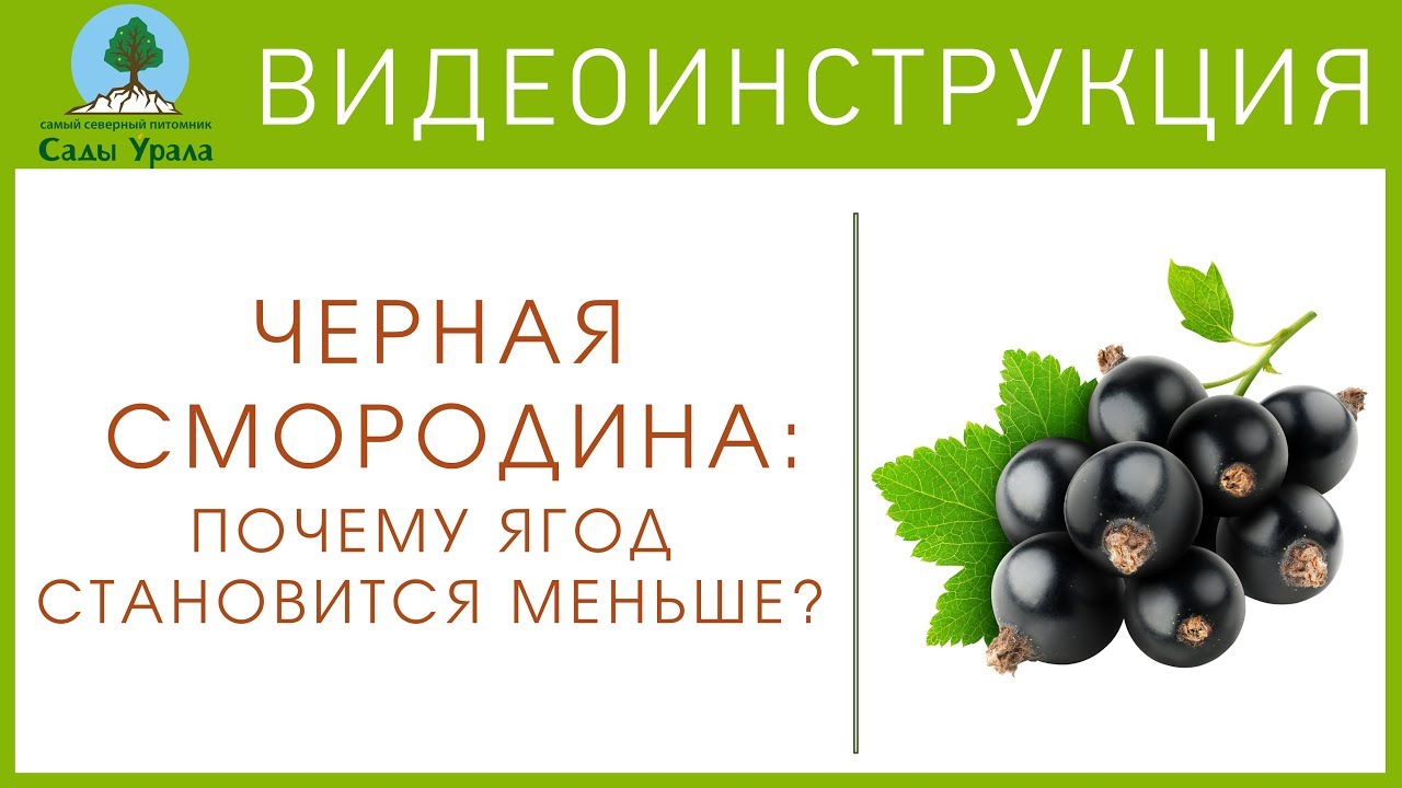 Питомник Сады Урала Интернет Магазин Каталог
