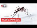 São Paulo confirma novo caso de febre amarela no Vale do Paraíba | TEMPO REAL