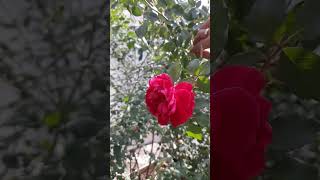 Ram Ayenge 🤗🤗 !! Slow motion video #ytshorts #shortvideo #slowmotion #shorts #roses