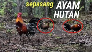 Pikat ini nyaris kedatangan sepasang AYAM HUTAN muda