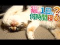 【猫雑学】猫って1日に何時間寝るの？猫の睡眠について紹介！