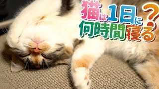 【猫雑学】猫って1日に何時間寝るの？猫の睡眠について紹介！