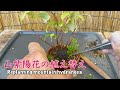 山紫陽花を盆栽にする。／Make mountain hydrangea a bonsai.