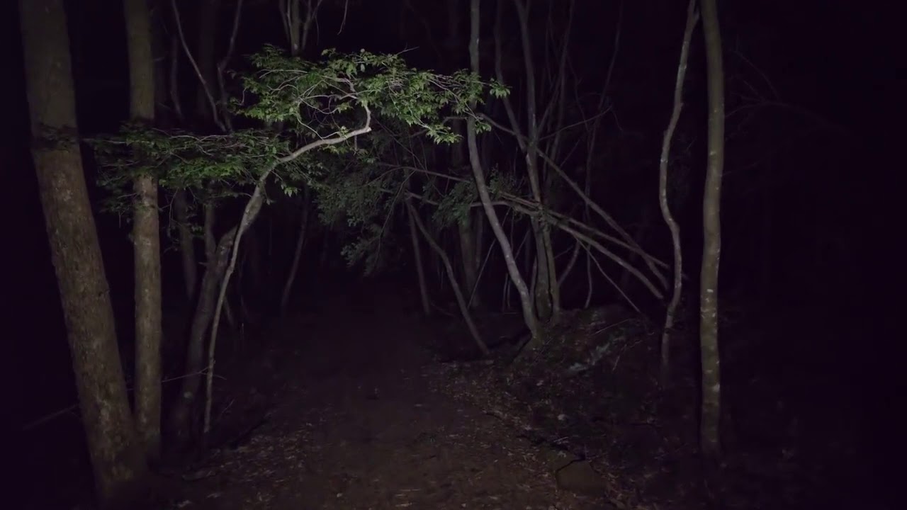 Lebowski's Dream - Have No Fear of the Darkness