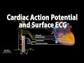 Correlation between Cardiac Action Potential and ECG, Animation