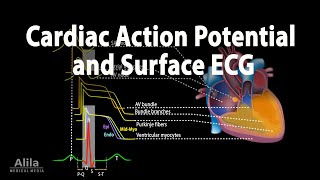 Correlation between Cardiac Action Potential and ECG, Animation