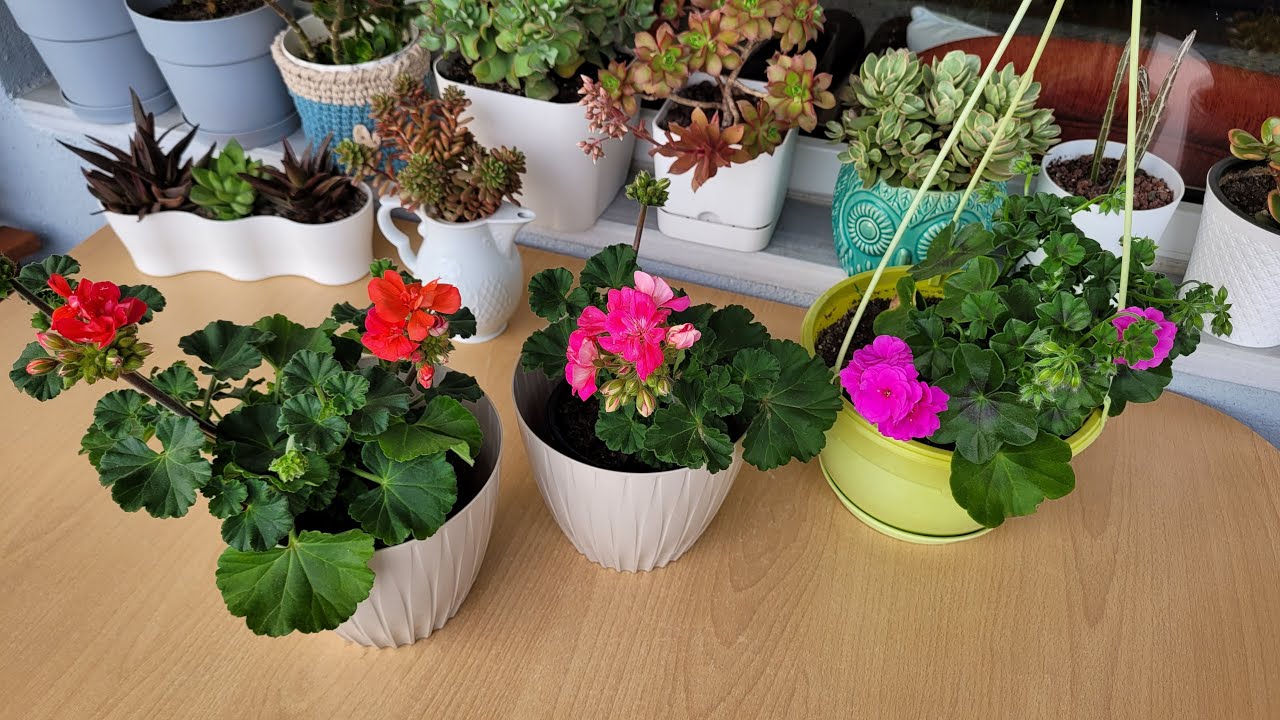 Balkona Yeni Sardunyalar Aldım (Sardunya Saksı Değişimi)