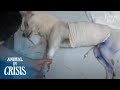 Paralyzed Dog Hit By Running Cars And Left Half Dead Wanted To Live (Part 1) | Animal in Crisis