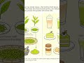 Learning how to use matcha effectively