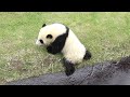 モートに落ちる遊びが楽しい🎵 飼育員さんが止めに入る前に落ちちゃった💦 小暴れ🐼 #彩浜 #アドベンチャーワールド🐼