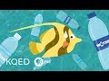 Understanding the Impact of Plastic Bottles