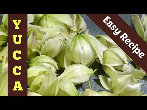 Video: Blomster på Yucca-planter – hvorfor vil ikke Yucca-planten min blomstre?