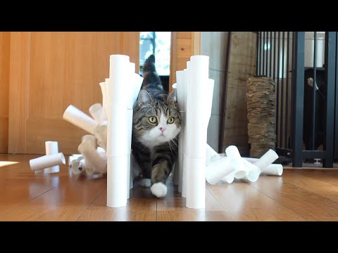 爽快に崩れる壁とねこ。 #shorts #まる #Maru