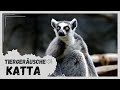 Tiergeräusche | Katta 🐾