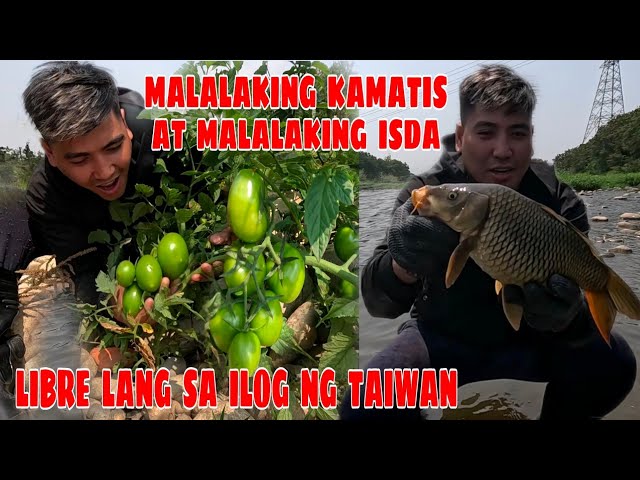 Libo Libong Kamatis At Mga Isda Pinupulot Lang Namin Sa Ilog Ng Taiwan class=