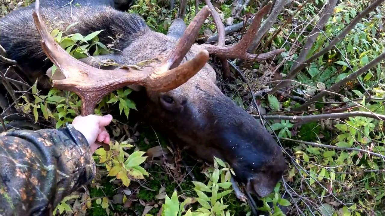 chasse orignal 2022 YouTube chasse orignal 2022 YouTube