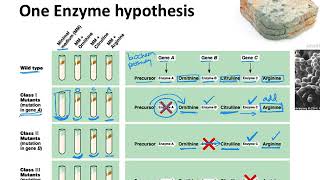 BIOL183: Beadle & Tatum's One-Gene-One-Enzyme hypothesis