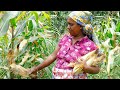 How to make a healthy breakfast using corn? You watch this.Village kitchen recipe.Village cooking