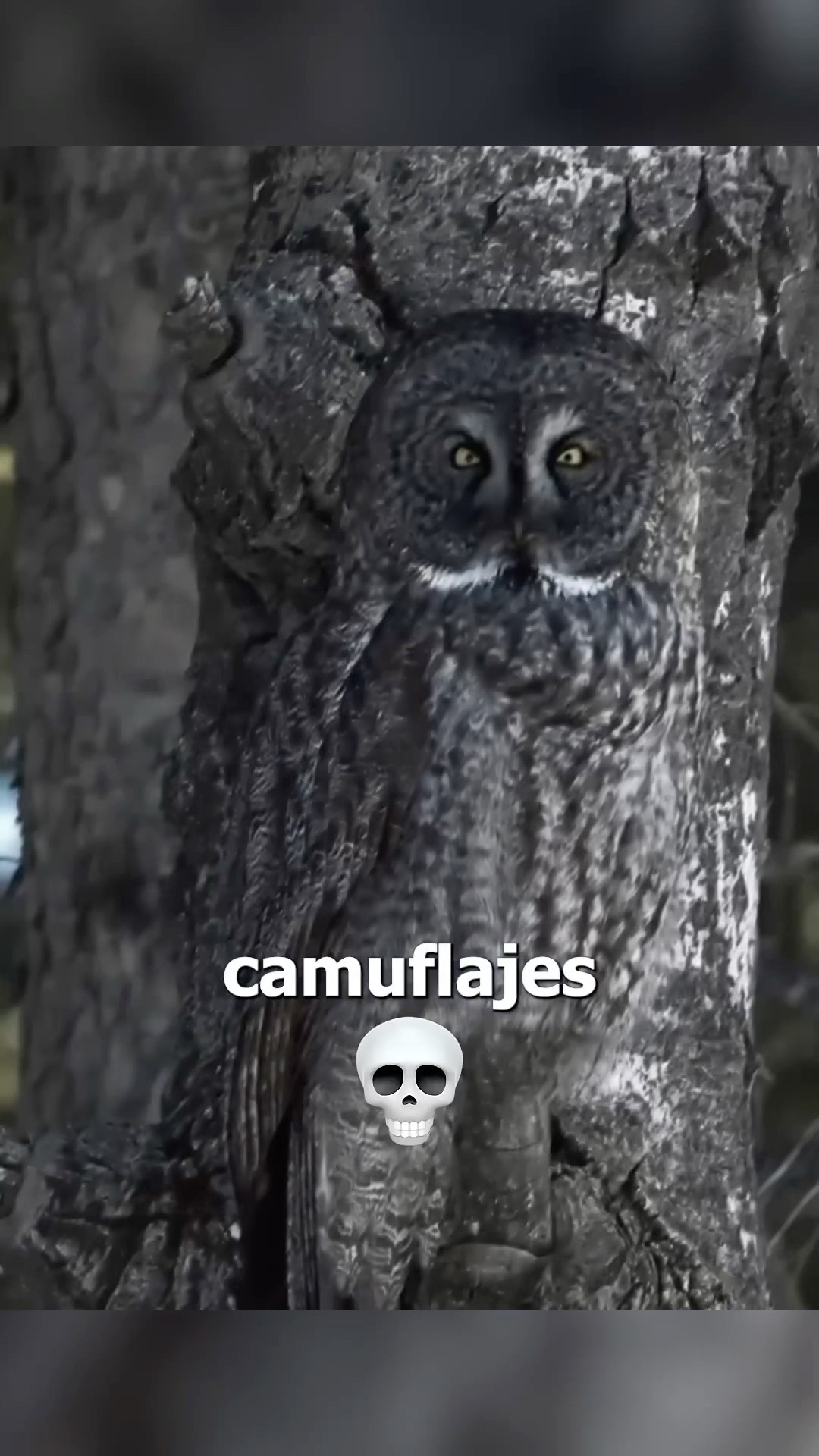 Los MEJORES CAMUFLAJES?‍?️
