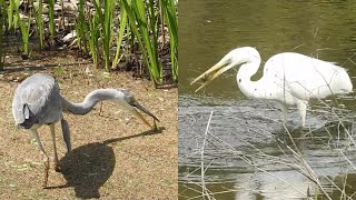 ダイサギと若アオサギの捕食