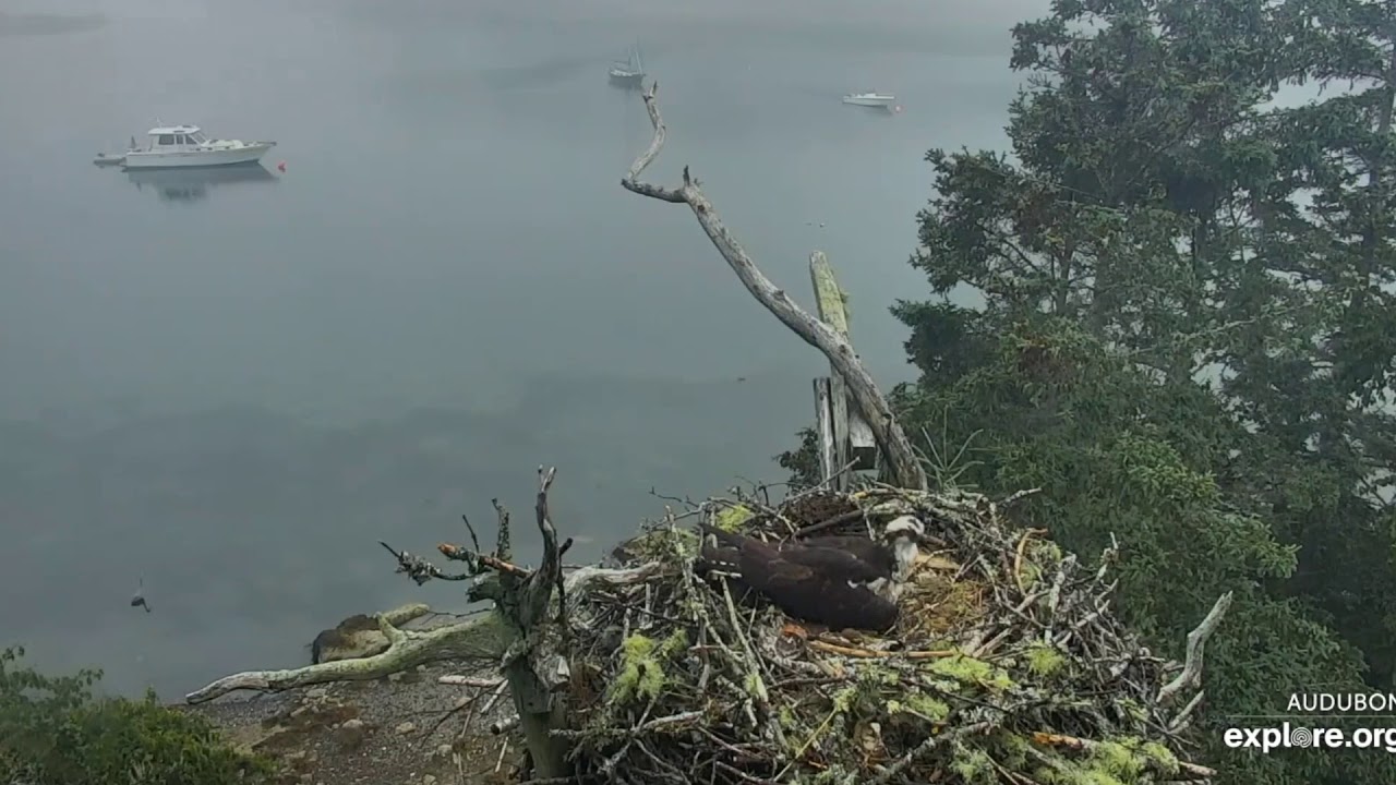Humphrey fishes beneath Hog Island Osprey Nest 2020 06 22 - YouTube