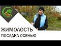 Жимолость - посадка осенью