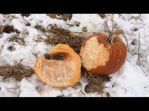 Do Deer Eat Pumpkins