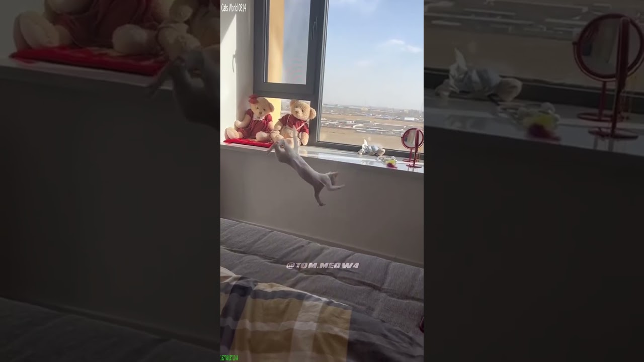 Funny Cats 2025 🥰 Cat videos Compilation 🐈‍⬛ # 