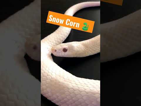 Video: Corn Snakes: Haustiere, die pflegeleicht sind