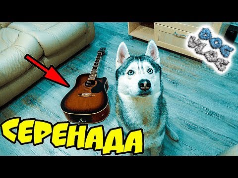 DOGVLOG: ХАСКИ ПОЕТ и ИГРАЕТ НА ГИТАРЕ! Говорящая собака