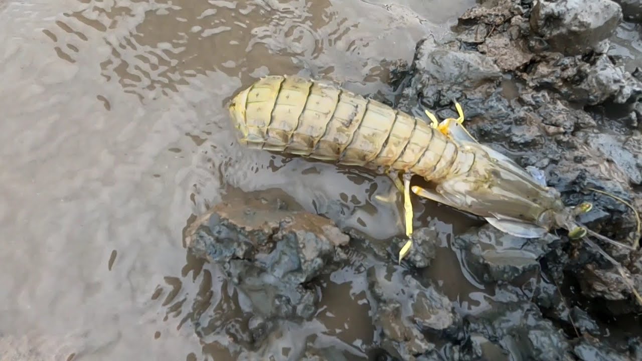 Воспользуйтесь мелководьем и получите в подарок стаю раков-богомолов | GDCG #985