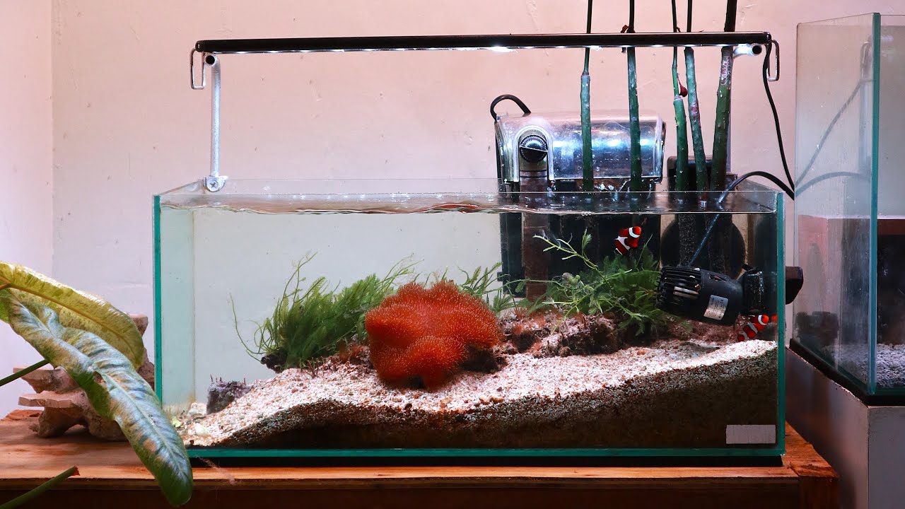 Simple Reef Tank Simple Macro Algae and Mangrove Reef Aquarium | SIMPLE Small Saltwater ...