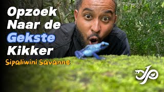 Download Lagu Opzoek naar de Gekste kikker in Suriname, Sipaliwini Savanne| Jean-Pierre Veira MP3