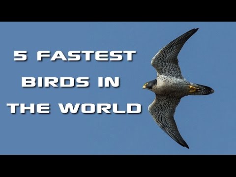 Video: Which Birds Fly The Fastest