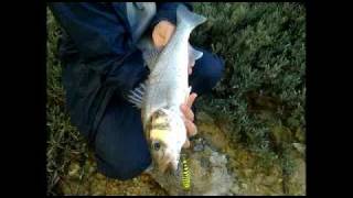 Pesca Robalo Seabass Spigola Lubina Bar, Spinning. Captura Y Suelta Robalo Pequeño