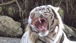 BEYAZ KAPLAN (White Tiger) Resimi