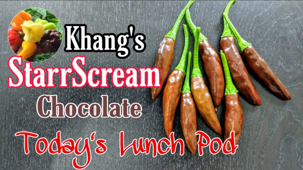 Download Khang Starr's StarrScream Chocolate Pepper Review | Seeds Giveaway