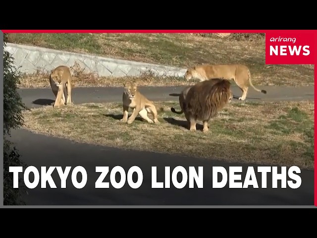Three lions die in zoo as Japan battles extreme heat - YouTube