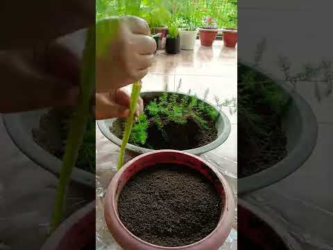 Video: Asparagus Fern Care: Paano Palaguin ang Asparagus Fern